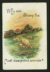 Why are sheep the most dissipated animals?