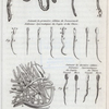 Expériences au sujet de la génération.  " les expériences de M. Needham sur la semence d'une espèce de sèche appelée calmar." Fig. 1-25