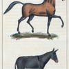 1. Le Cheval. 2. L'Âne.