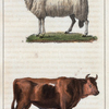 1. Le Taureau. 2. Le Belier.