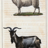 1. La Brevis. 2. Le Bouc.