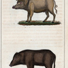 1. Le Cochon. 2. Le Cochon de Siam.