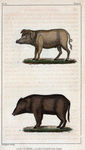 1. Le Cochon. 2. Le Cochon de Siam.