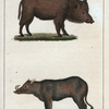 1. Le Sanglier. 2. Le Barbiroussa.