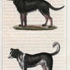 1. Le Chien de Berger. 2. Le Mâtin.