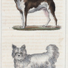 1. Le Dogue de forte race. 2. Le Chien de Sibérie.