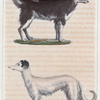1. Le Grand Chien-Loup. 2. Le Grand Chien de Russie.