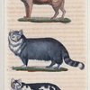 1. Le Chat sauvage. 2. Le Chat domestique. 3. Le Chat d'Angora.
