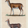1. Le Serf. 2. La Biche.