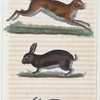 1. Le Lièvre. 2. Le Lapin sauvage. 3. Le Lapin domestique.