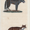1. Le Loup du Méxique. 2. Le Renard.