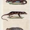 1. Le Blaireau. 2. La Loutre. 3. La Loutre de la Guyane.