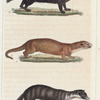 1. La Fouine. 2. La Saricovienne. 3. La Fouine de la Guyane.