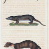 1. La Marte. 2. La Petit Fouine de la Guyane. 3. La Petit Fouine de Madagascar.