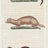 1. Le Furet. 2. Le Roselet. 3. Le Potois Rayé de l'Inde.