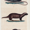 1. Le Rat. 2. La Souris. 3. Le Grison.