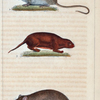 1. Le Mulot. 2. Le Rat Perchal. 3. Le Scherman.
