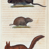 1. L'Écureuil. 2. Le Rat d'eau. 3. Le Campagnol.
