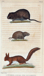 1. L'Écureuil. 2. Le Rat d'eau. 3. Le Campagnol.