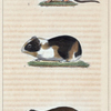 1. Le Hamster. 2. Le Cochon d'Inde. 3. La Musaraigne.