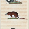 1. La Musaraigne d'eau. 2. La Musaraigne musquée de l'Inde. 3. Le Loir.