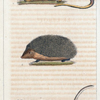 1. Le Lerot. 2. Le Lerot à queue dorée. 3. Le Herisson.