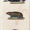 1. La Taupe. 2. La Petit Taupe du Cap. 3. La Grande Taupe de Cap.