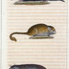 1. La Taupe du Canada. 2. Le Muscardin. 3. La Marmotte.