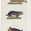 1. Le Bobak. 2. Le Souslik. 3. La Chauve-Souris Murin.