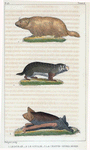 1. Le Bobak. 2. Le Souslik. 3. La Chauve-Souris Murin.