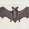 La Chauve-Souris Murin ailes étendues.