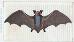 La Chauve-Souris Murin ailes étendues.