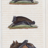 1. La Pipistrelle. 2. La Barbastelle. 3. La Chauve-Suris Fer-De-Lance.