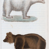1. L'Ours Brun. 2. L'Ours Blanc.