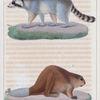 1. Le Castor. 2. Le Raton.