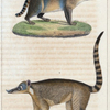 1. Le Raton-crabier. 2. Le Coati.