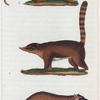 1. Le Raton-crabier. 2. Le Coati. 3. Le Kinkajou.