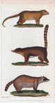 1. Le Raton-crabier. 2. Le Coati. 3. Le Kinkajou.