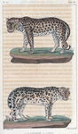 1. La Panthère. 2. L'Once.