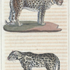 1. Le Léopard. 2. Le Jaguar.