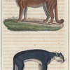 1. Le Couguar. 2. Le Couguar noir.
