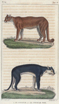 1. Le Couguar. 2. Le Couguar noir.