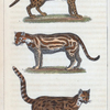 1. Le Serval. 2. L'Ocelot mâle. 3. Le Margay.