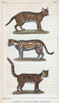 1. Le Serval. 2. L'Ocelot mâle. 3. Le Margay.
