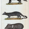 1. La Civette. 2. La Genette. 3. Le Pécari.