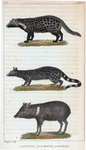 1. La Civette. 2. La Genette. 3. Le Pécari.