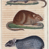 1. Le Desman. 2. L'Ondatra. 3. Le Paca.