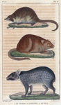 1. Le Desman. 2. L'Ondatra. 3. Le Paca.