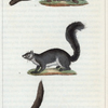 1. Le Polatouche. 2. Le Petit Gris. 3. Le Palmiste.
