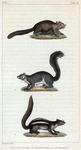 1. Le Polatouche. 2. Le Petit Gris. 3. Le Palmiste.